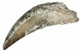 Dinosaur-Eating Crocodile (Sarcosuchus) Tooth - Niger #241072-1